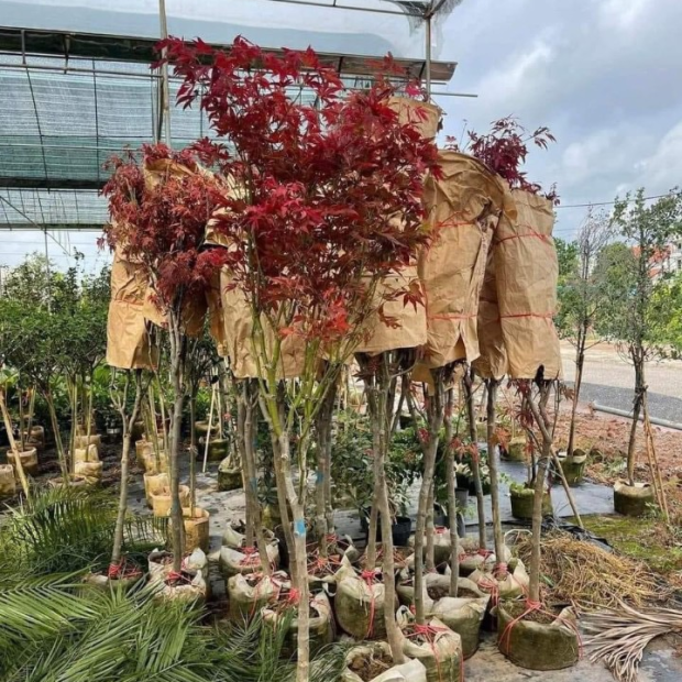 Bán cây phong lá đỏ giá rẻ tại TP.HCM