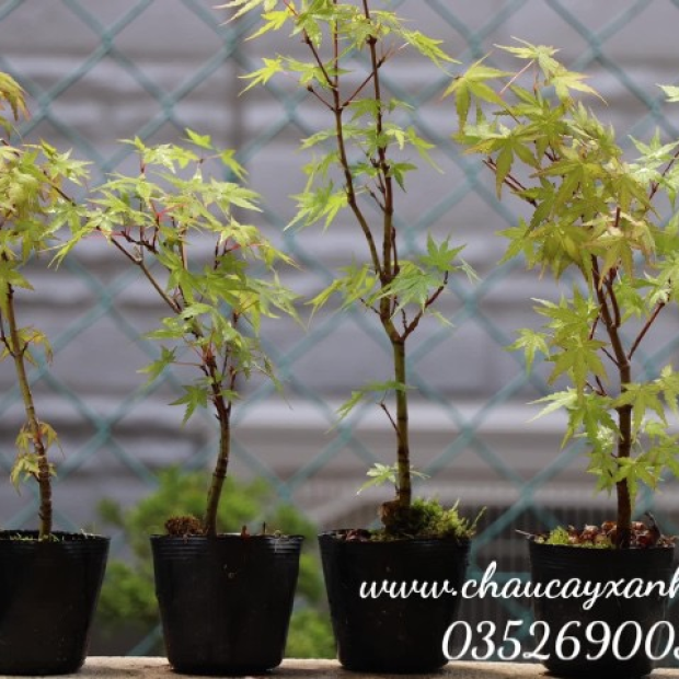 Bán cây phong lá đỏ giá rẻ tại TP.HCM