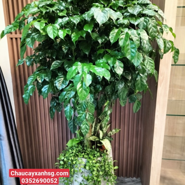 Cây hạnh phúc
