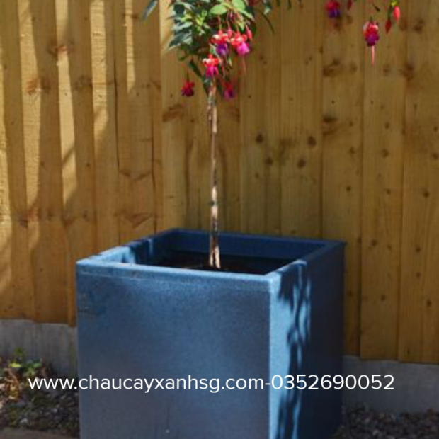 Tổng hợp các mẫu chậu xi măng trồng cây hình vuông đẹp giá rẻ