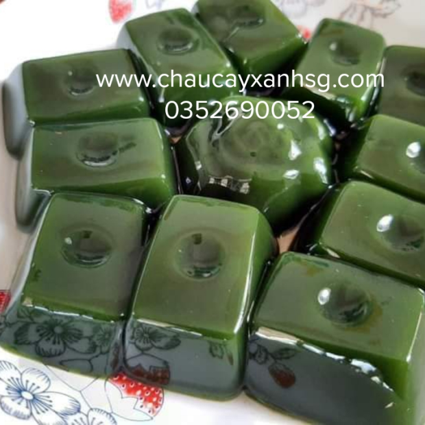 Lá cây sương sâm lông và những công dụng tốt cho sức khỏe