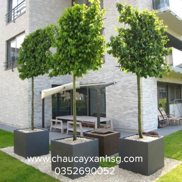 Chậu composite hình vuông theo kích thước