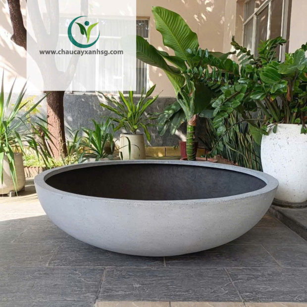 Bán Chậu Trồng Sen Composite Đẹp