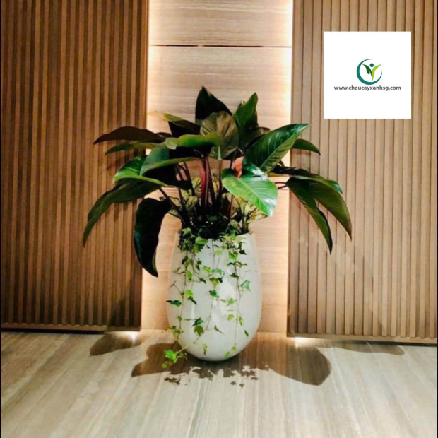 Cung Cấp Sản Xuất Chậu Trồng Cây Composite Cho Văn Phòng, Ban Công, Sân Vườn/ Giá Tại Xưởng