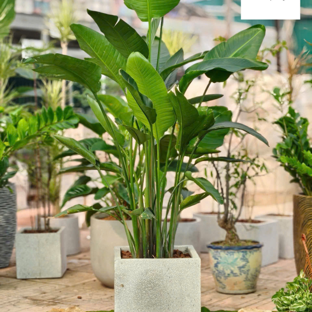 Chậu Cây Cảnh Văn Phòng, Chậu Cây Cảnh Khai Trương, Đặt Chậu Cây Theo Yêu Cầu