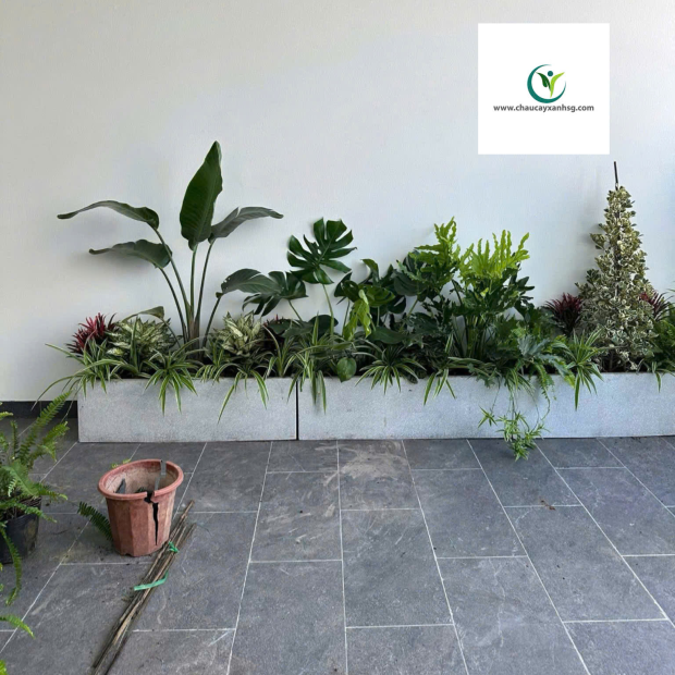 ​  Thiết Kế, Thi Công Trồng Cây Xanh, Chậu Cây Xanh Cho Sân Vườn, Ban Công  ​