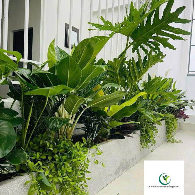 ​  Thiết Kế, Thi Công Trồng Cây Xanh, Chậu Cây Xanh Cho Sân Vườn, Ban Công  ​