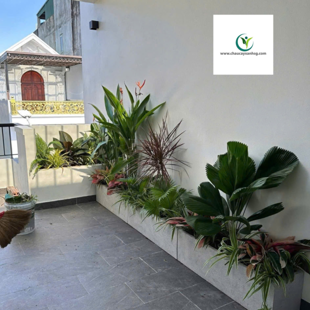 ​  Thiết Kế, Thi Công Trồng Cây Xanh, Chậu Cây Xanh Cho Sân Vườn, Ban Công  ​
