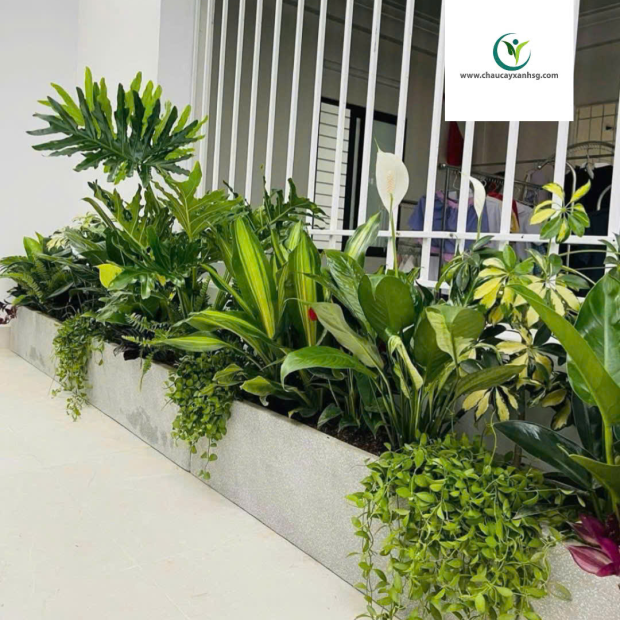 ​  Thiết Kế, Thi Công Trồng Cây Xanh, Chậu Cây Xanh Cho Sân Vườn, Ban Công  ​