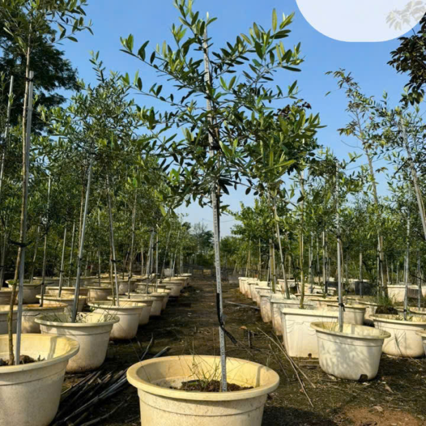 Bán Cây Oliu Giá Rẻ Tại Thành Phố Hồ Chí Minh