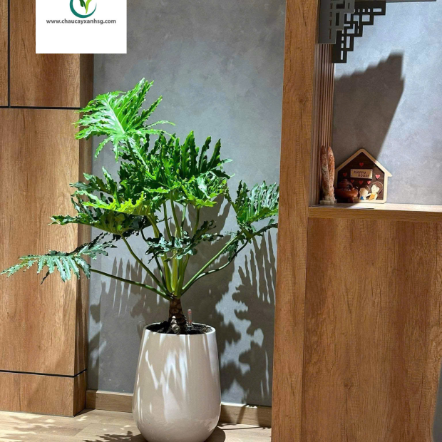 Chậu Composite Tự Dưỡng Hình Giọt Nước