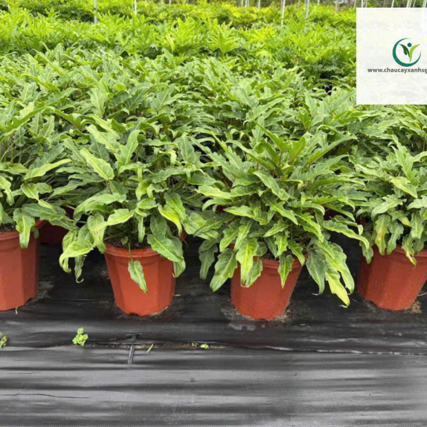 Trầu Bà Chân Vịt Đẹp – Dễ Chăm – Giá Tốt, Giao Tận Nơi