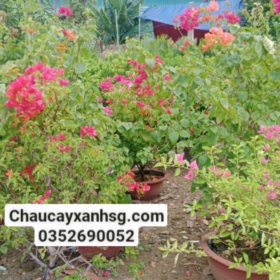 Cây bông giấy công trình giá từ 100000VNĐ tại TP.HCM