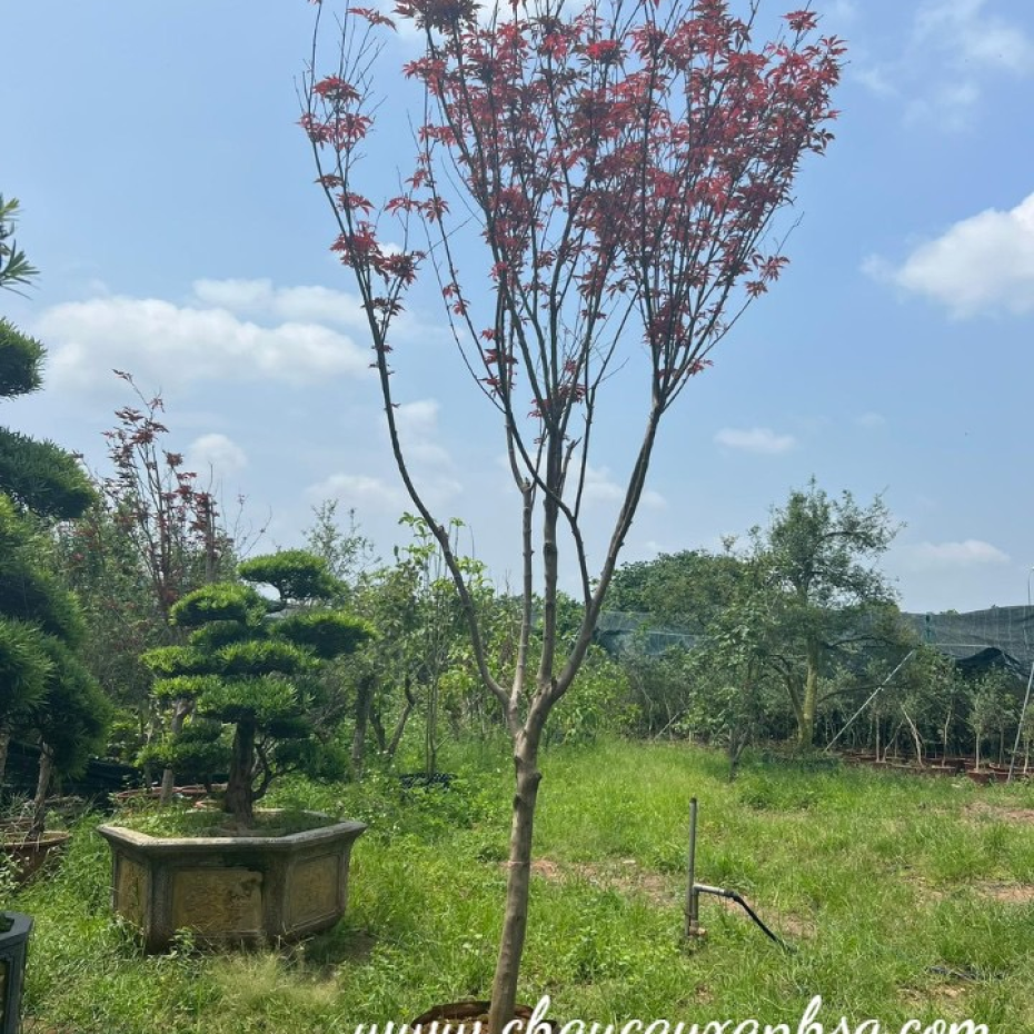 Bán cây phong lá đỏ giá rẻ tại TP.HCM