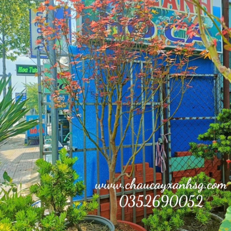 Bán cây phong lá đỏ giá rẻ tại TP.HCM
