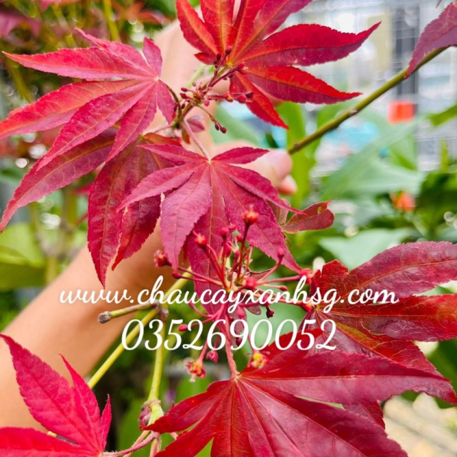 Bán cây phong lá đỏ giá rẻ tại TP.HCM