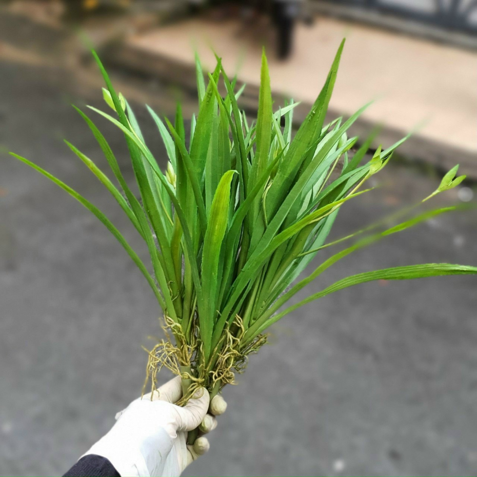 Tổng hợp mẫu cây treo tường giả giá rẻ