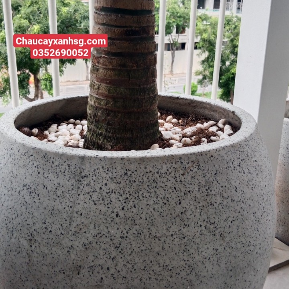 Chậu xi măng gáo dừa trồng cây