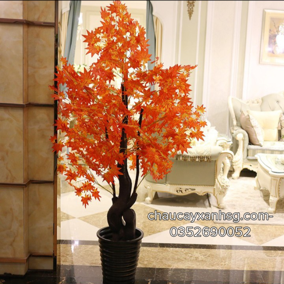 Cây phong lá đỏ đẹp giá rẻ từ 500,000 VNĐ