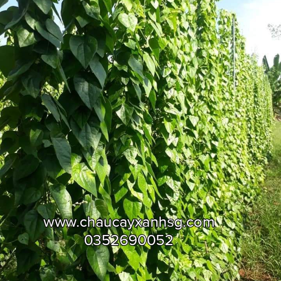 Lá cây sương sâm lông và những công dụng tốt cho sức khỏe