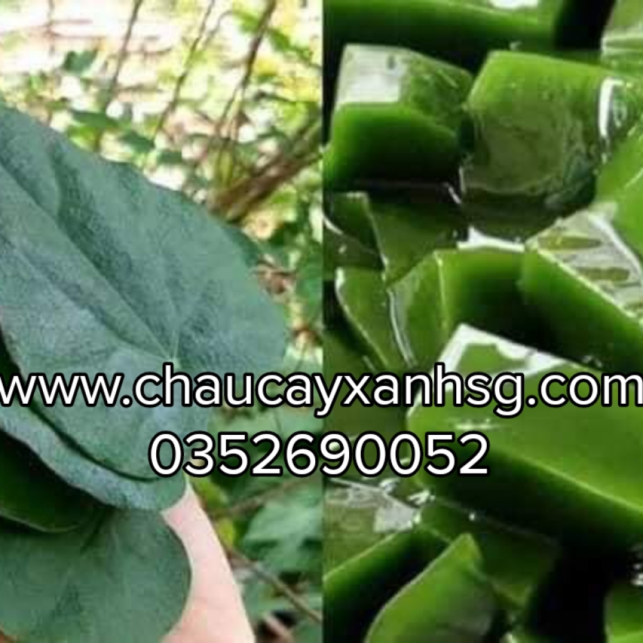 Lá cây sương sâm lông và những công dụng tốt cho sức khỏe