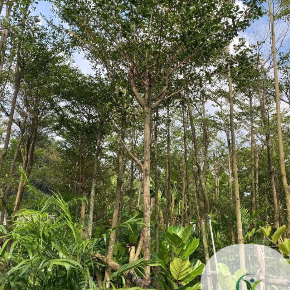Bàng Đài Loan Giá Rẻ Tại TP.HCM