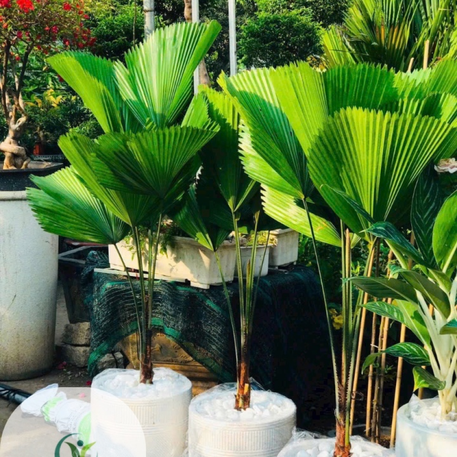 Cây Cọ Nhật Đẹp Giá Rẻ Tại TP.HCM