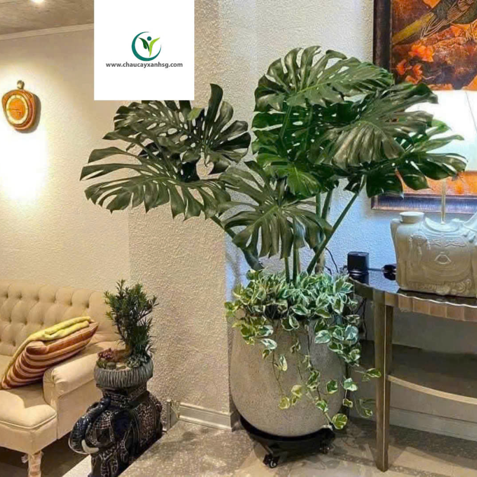 Cung Cấp Sản Xuất Chậu Trồng Cây Composite Cho Văn Phòng, Ban Công, Sân Vườn/ Giá Tại Xưởng