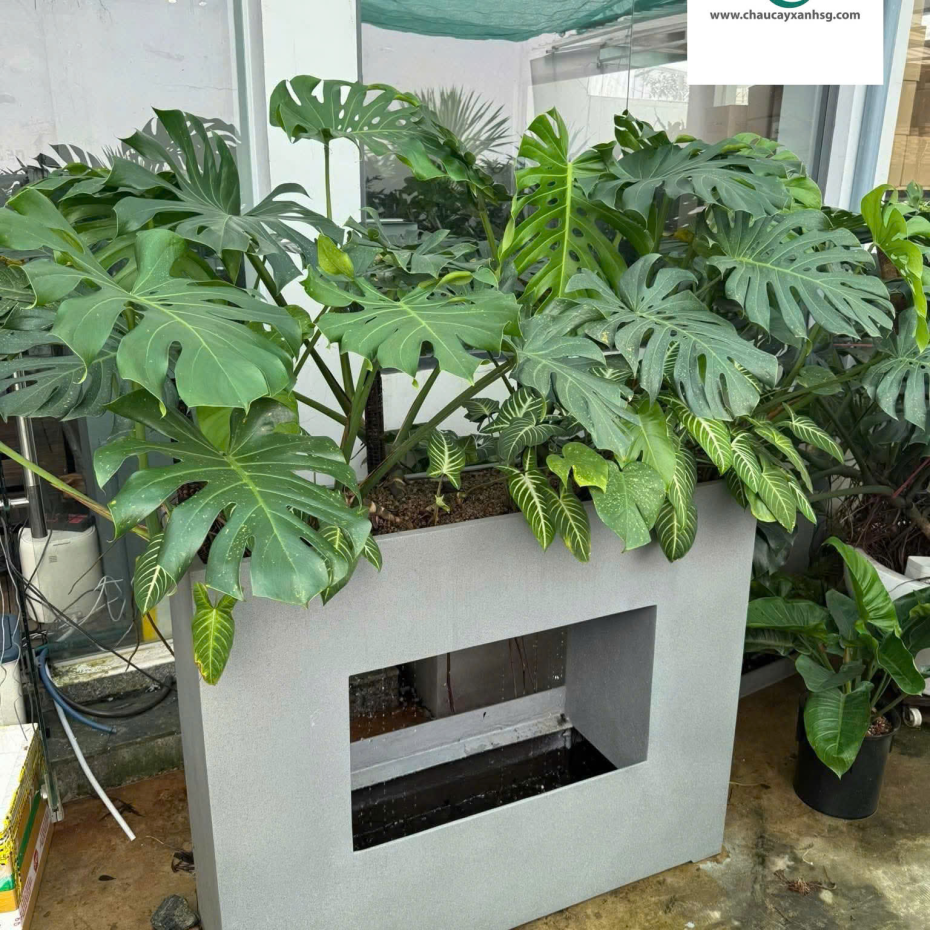 Chậu Cây Composite Văn Phòng, Chậu Cây Quà Tặng Khai Trương, Chậu Cây Nội Thất