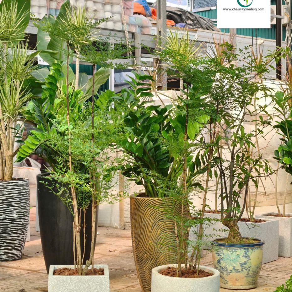 Chậu Cây Cảnh Văn Phòng, Chậu Cây Cảnh Khai Trương, Đặt Chậu Cây Theo Yêu Cầu