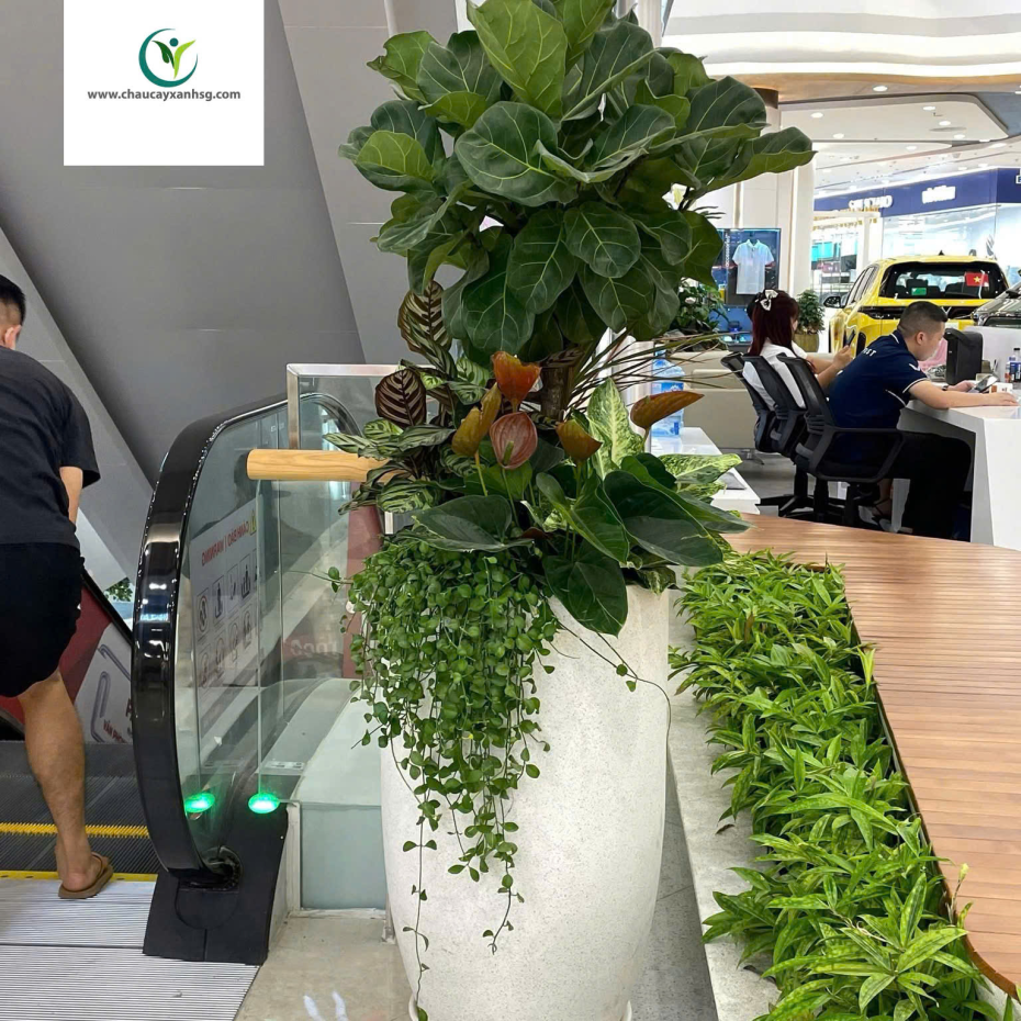 Chậu Cây Cảnh Văn Phòng, Chậu Cây Cảnh Khai Trương, Đặt Chậu Cây Theo Yêu Cầu