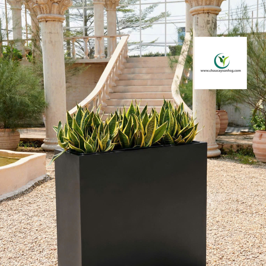Chậu Nhựa Composite Đa Dạng Mẫu Mã, Size Lớn Nhỏ Giá Rẻ