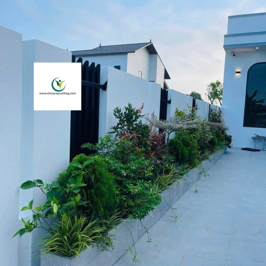 ​  Thiết Kế, Thi Công Trồng Cây Xanh, Chậu Cây Xanh Cho Sân Vườn, Ban Công  ​
