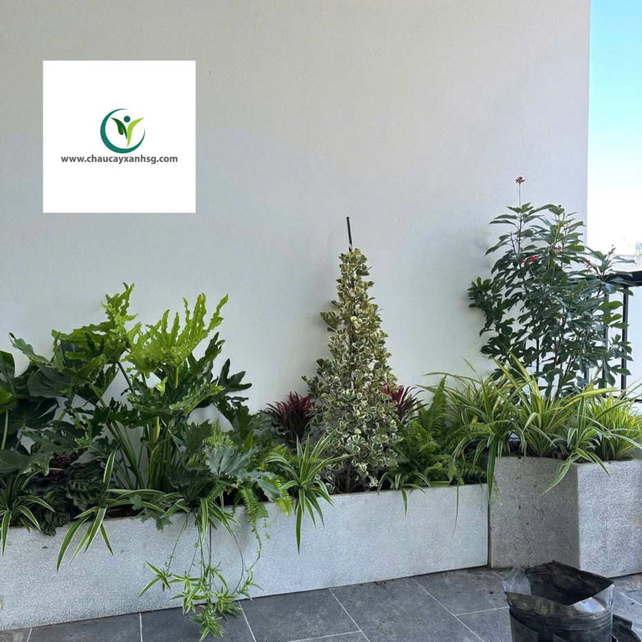 ​  Thiết Kế, Thi Công Trồng Cây Xanh, Chậu Cây Xanh Cho Sân Vườn, Ban Công  ​