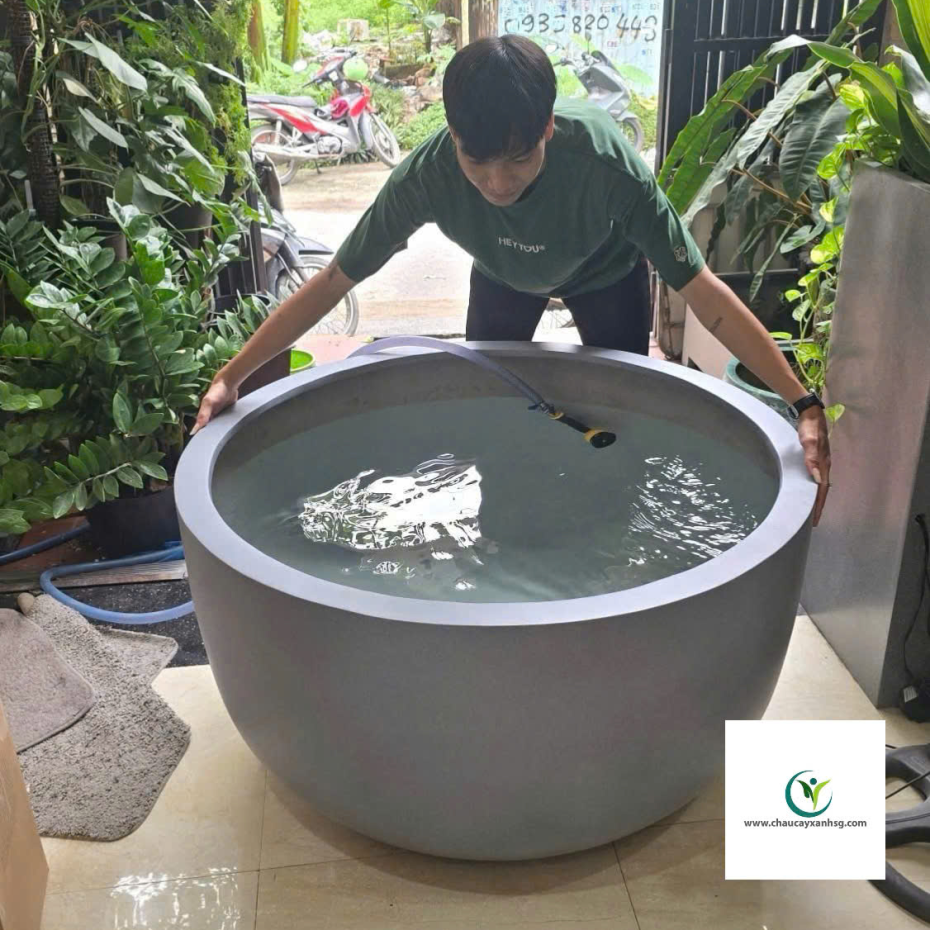 Chậu Nuôi Cá, Bể Cá Composite, Chậu Trồng Sen Composite Hình Chảo