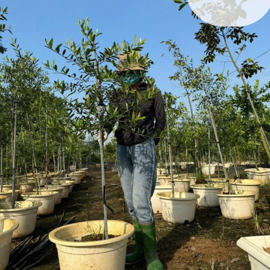 Bán Cây Oliu Giá Rẻ Tại Thành Phố Hồ Chí Minh