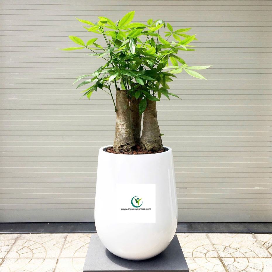 Chậu Composite Tự Dưỡng Hình Giọt Nước
