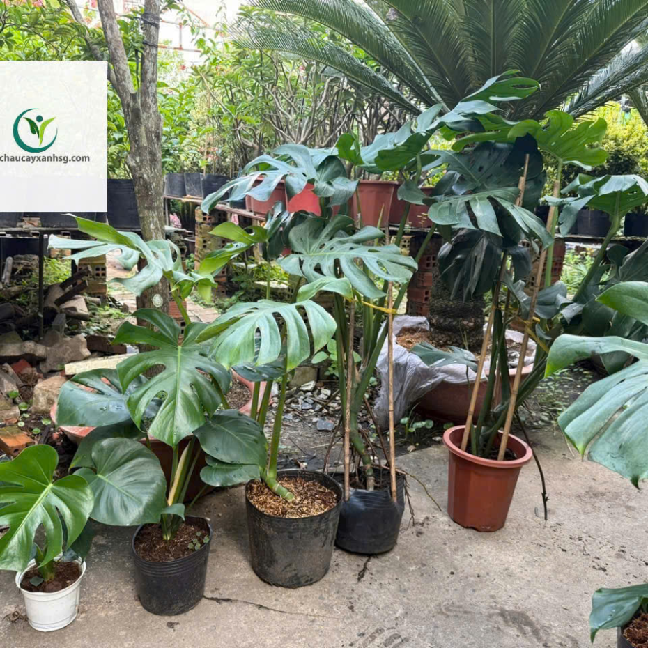 Trầu Bà Lá Xẻ (Monstera) – Cây Nội Thất Đẹp