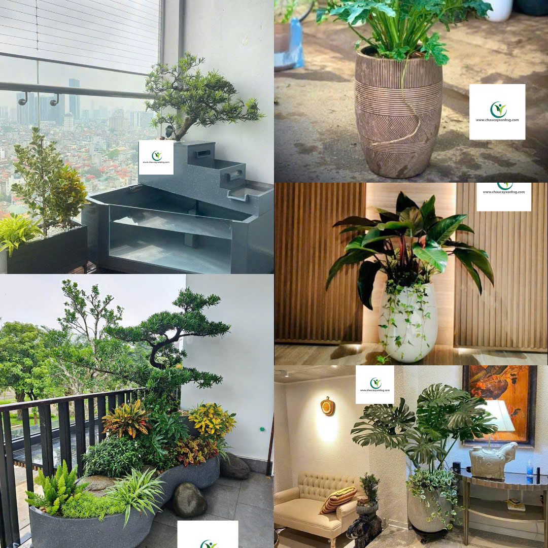 Khám Phá Hệ Sinh Thái Sản Phẩm Tại Chaucayxanhsg.com 