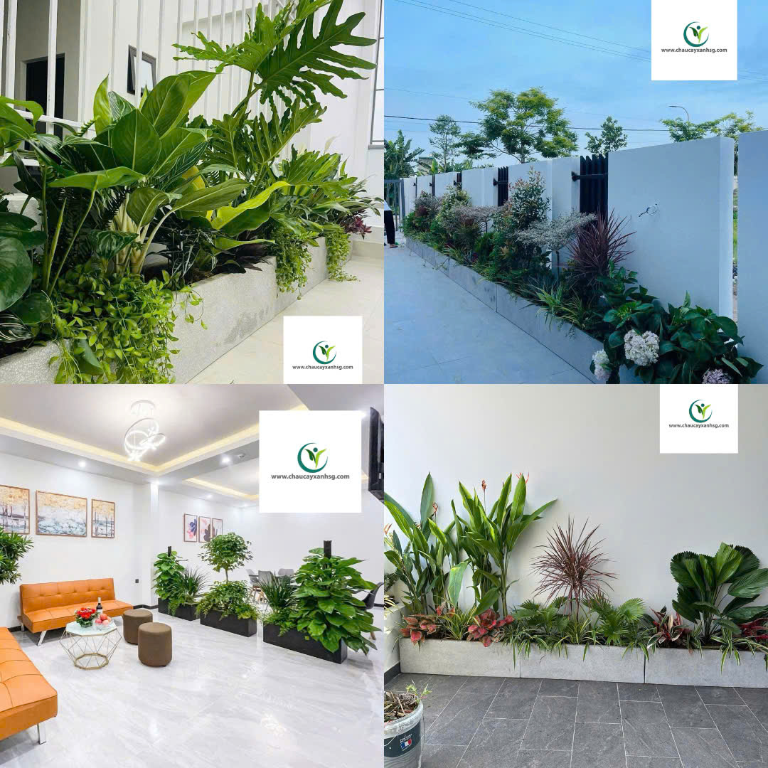 Khám Phá Hệ Sinh Thái Sản Phẩm Tại Chaucayxanhsg.com 