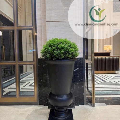 chậu cúp 50 x 90 tại chậu cây xanh sài gòn