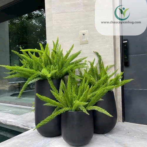 Khám Phá Hệ Sinh Thái Sản Phẩm Tại Chaucayxanhsg.com 