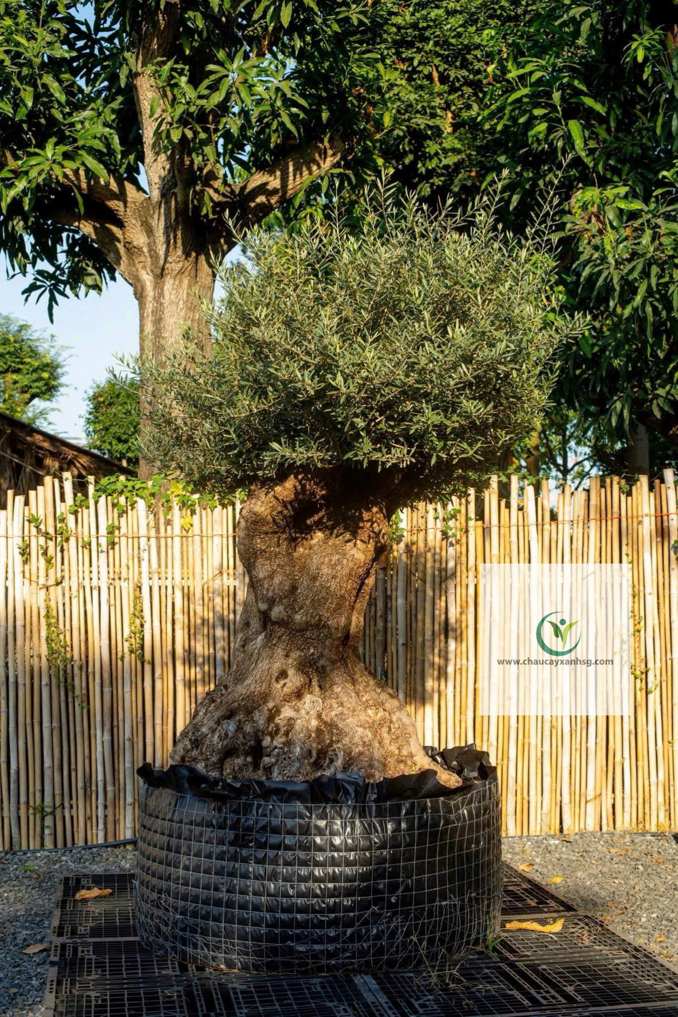 Cây Olive Giá Rẻ, Thân Gỗ, Đẹp 